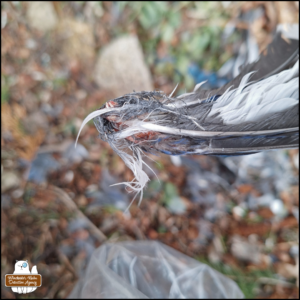 close up of the quill ends clumped together of blue jay feathers with some skin attached
