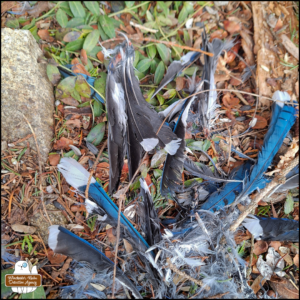 close up of blue jay feathers on the ground