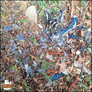 blue jay feathers on the ground