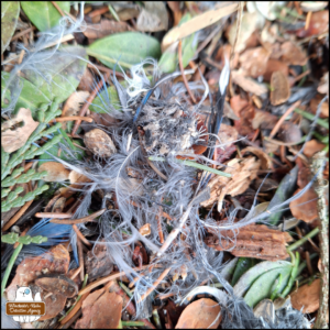 close up of blue jay feathers on the ground
