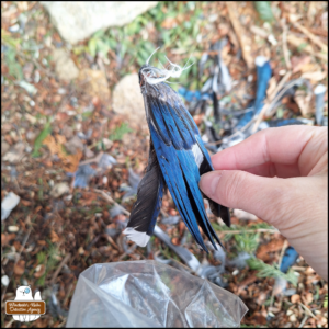close up of blue jay partial wing clumped together