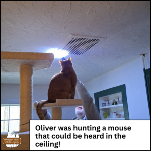 Oliver sitting on the 2nd from top shelf of his cat tree so he can search for the mouse inside a metal grate on the ceiling next to the flashlight held by his grandpa. caption: Oliver was hunting a mouse that could be heard in the ceiling!