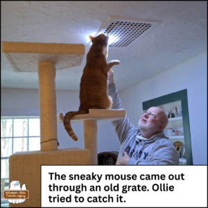 Oliver standing on his hind legs at the 2nd from top shelf of his cat tree so he can sniff and look into a metal grate on the ceiling next to the flashlight held by his grandpa. caption: The sneaky mouse came out through an old grate. Ollie tried to catch it.