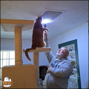 Oliver standing on his hind legs at the 2nd from top shelf of his cat tree so he can sniff and look into a metal grate on the ceiling next to the flashlight held by his grandpa.