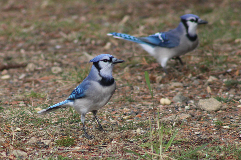 two bluejays on the ground; the one in the foreground is focused and the other blurred.
