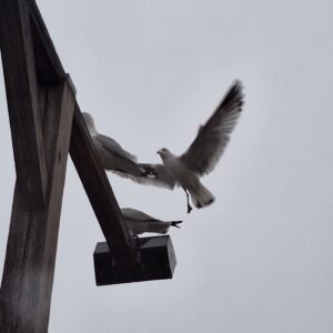 seagulls; two laughing gulls perched at the top of a lamppost and another coming in to land.