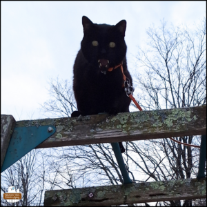 black cat Gus looking down showing all his fangs with open mouth while he balances up high on monkey bars