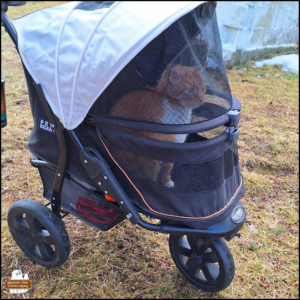 orange tabby with white tuxedo, Ollie, sitting up in his stroller outside
