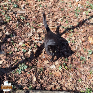 Looking down at black cat Gus in the woods where the ground is covered by dead leaves, he's in action about to jump.