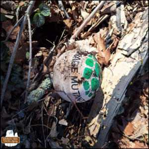 TMNT ball partially deflated found in the woods