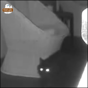 security camera footage of a long-haired black cat on a porch