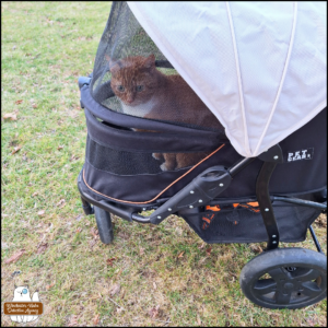 Outside in his carriage, orange and white tabby Oliver showing keen focus on something behind the camera's viewpoint.