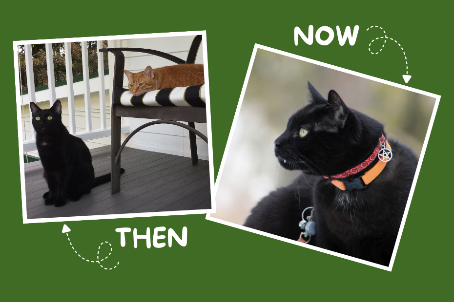 kelly green background with Then (2016) and Now (2026) photos of Gus. First showing Gus sitting on the floor in front of chair where Ollie is relaxing; second is grown up Gus outside looking to the left.