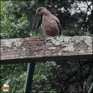 mourning dove with a grey glove on its beak perched on top of monkey bars