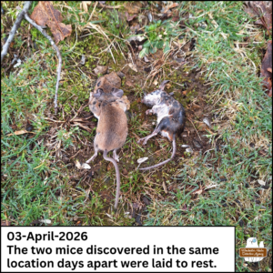 2 dead mice laid on top of a mossy patch in the grass; caption: 03-April-2026 The two mice discovered in the same location days apart were laid to rest.