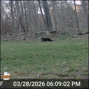 tuxedo cat Savile walking right to left across the lawn in front of the border of the woods; date stamp is March 28, 2026 at 6:09 pm.