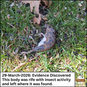 dead mouse on the ground; caption: 29-March-2026: Evidence Discovered. This body was rife with insect activity and left where it was found.