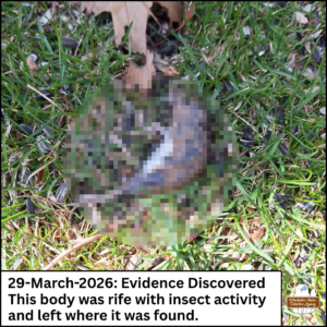 Pixelated dead mouse on the mossy ground; caption: 29-March-2026: Evidence Discovered. This body was rife with insect activity and left where it was found.