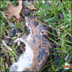 close up of dead mouse on the ground from March 29.
