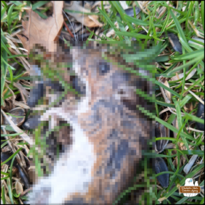 close up of Pixelated dead mouse on the ground from March 29.