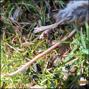 close up of dead mouse's back feet and tail on the ground from March 29.