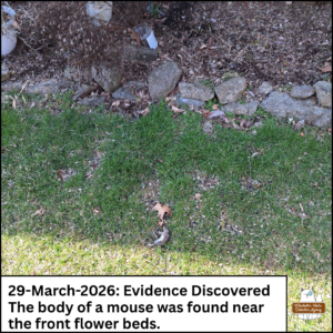 From a distance, a dead mouse lays on the grassy ground; caption: 29-March-2026 Evidence Discovered. The body of a mouse was found near the front flower beds.
