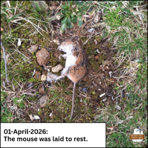 dead mouse laid to rest on the mossy ground; caption: 01-April-2026 The mouse was laid to rest.
