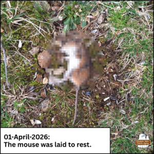 Pixelated dead mouse laid to rest on the mossy ground; caption: 01-April-2026 The mouse was laid to rest.