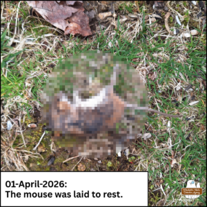 Pixelated dead mouse laid to rest on the mossy ground; caption: 01-April-2026 The mouse was laid to rest.