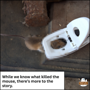 Pixelated Mouse dead in a mouse trap; caption: While we know what killed the mouse, there's more to the story. 2026-04-03