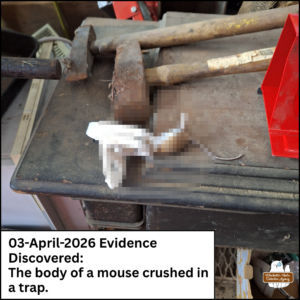 Pixelated Mouse dead in a mouse trap; caption: Evidence Discovered: The body of a mouse crushed in a trap. 2026-04-03
