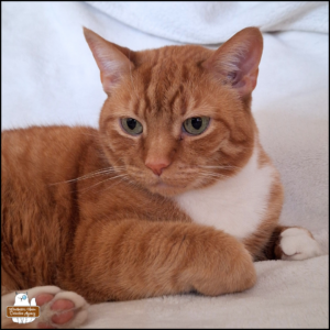 Oliver momentarily awake on a white blanket.