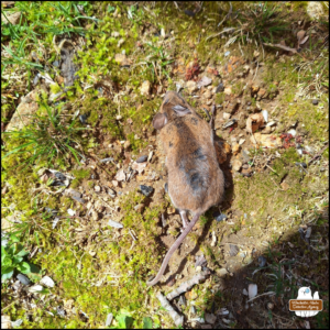 dead mouse laid out to rest on the mossy ground; caption: Another Mouse Funeral (2026-04-14)