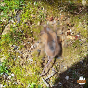 Pixelated dead mouse laid out to rest on the mossy ground (2026-04-14)