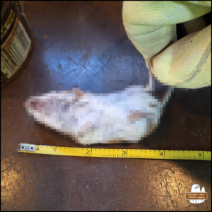 Pixelated dead mouse supine (belly up) next to a measuring tape, approximately 6.5 inches from nose to tail end