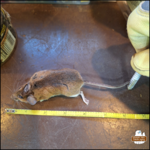 dead mouse next to a measuring tape, approximately 6.5 inches from nose to tail end