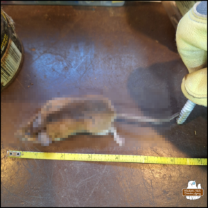 Pixelated dead mouse next to a measuring tape, approximately 6.5 inches from nose to tail end