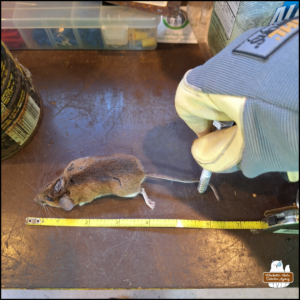 dead mouse next to a measuring tape, approximately 6.5 inches from nose to tail end