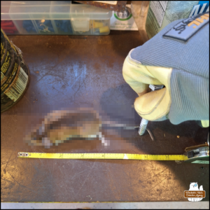 Pixelated dead mouse next to a measuring tape, approximately 6.5 inches from nose to tail end