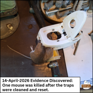 dead mouse in a trap 14-April-2026 Evidence Discovered: One mouse was killed after the traps were cleaned and reset.