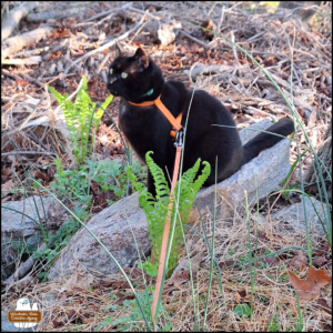 Gus sitting on a flat rock between ferns and broken branches.