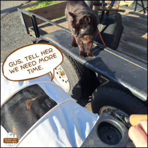 orange tabby with white tuxedo pattern, Ollie, in his stroller next to black cat Gus standing on the side of a trailer. Ollie saying, "Gus, tell her we need more time."