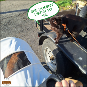 orange tabby with white tuxedo pattern, Ollie, in his stroller next to black cat Gus standing on the side of a trailer. Gus saying, "She doesn't listen to me."