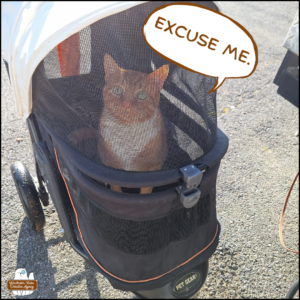 orange tabby with white tuxedo pattern, Ollie, looking up from inside his stroller, "Excuse me"
