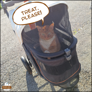orange tabby with white tuxedo pattern, Ollie, with one front paw up on the screen of his stroller. "Treat, please!"