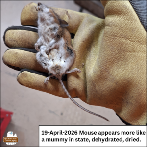 Amber's gloved hand holding the dead mouse belly-up; caption: 19-April-2026 Mouse appears more like a mummy in state, dehydrated, dried.