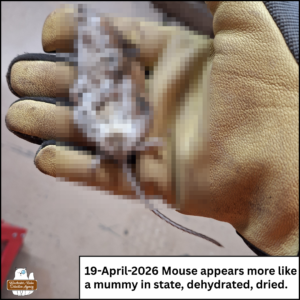 Amber's gloved hand holding the dead mouse belly-up; caption: 19-April-2026 Mouse appears more like a mummy in state, dehydrated, dried.