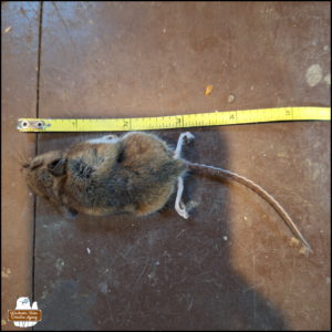 close up of dead mouse on a surface next to a measuring tape showing it is approximately six inches nose to tail end.