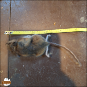 Pixelated close up of dead mouse on a surface next to a measuring tape showing it is approximately six inches nose to tail end.