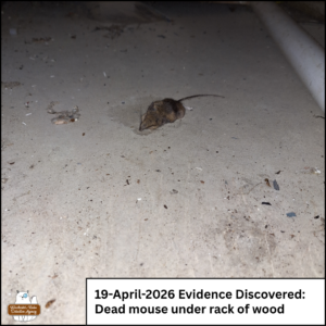 dead mouse on a cement floor; caption: 19-April-2026 Evidence Discovered - dead mouse under rack of wood